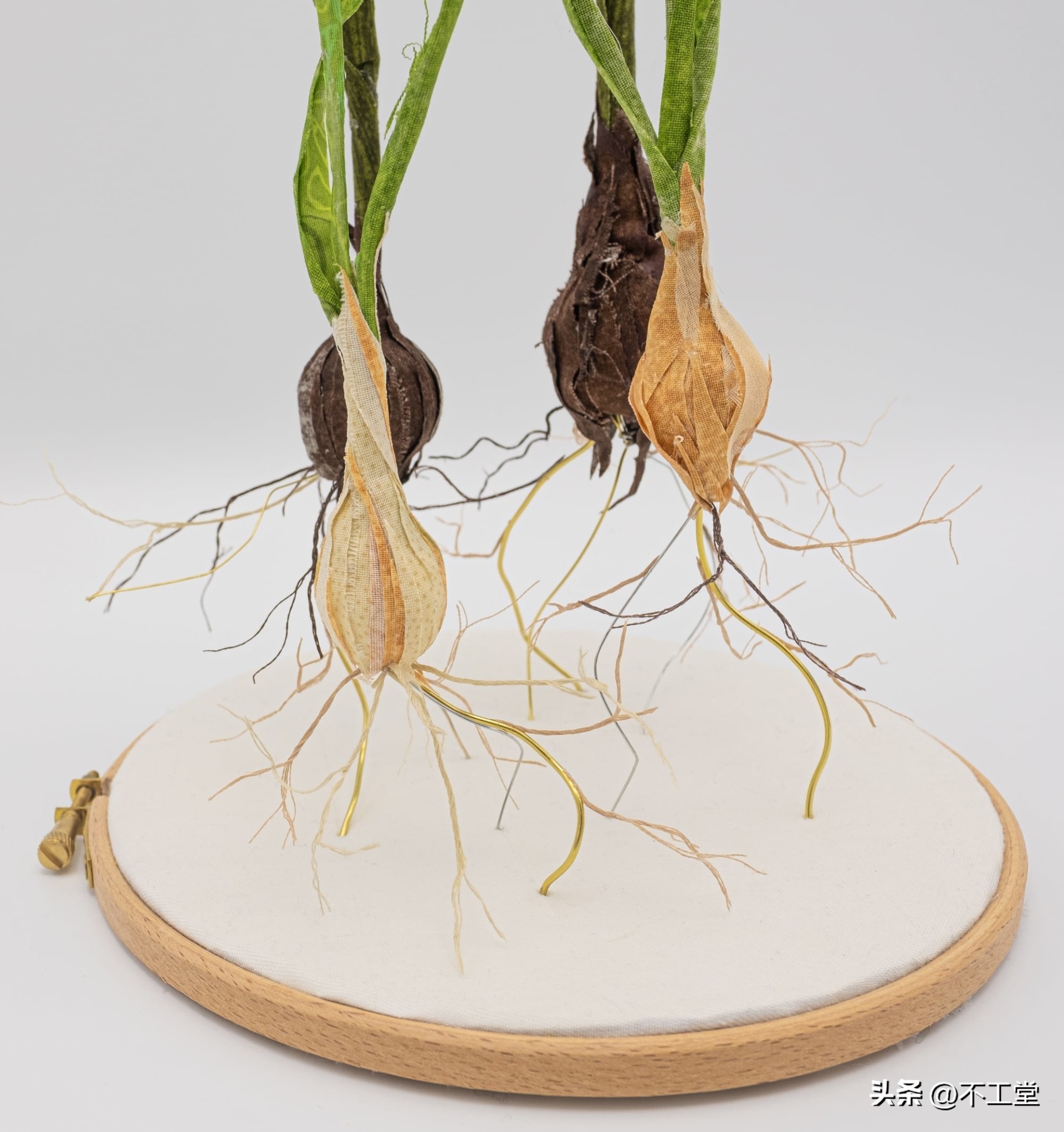 手工压花康乃馨植物标本,中学生手工植物标本