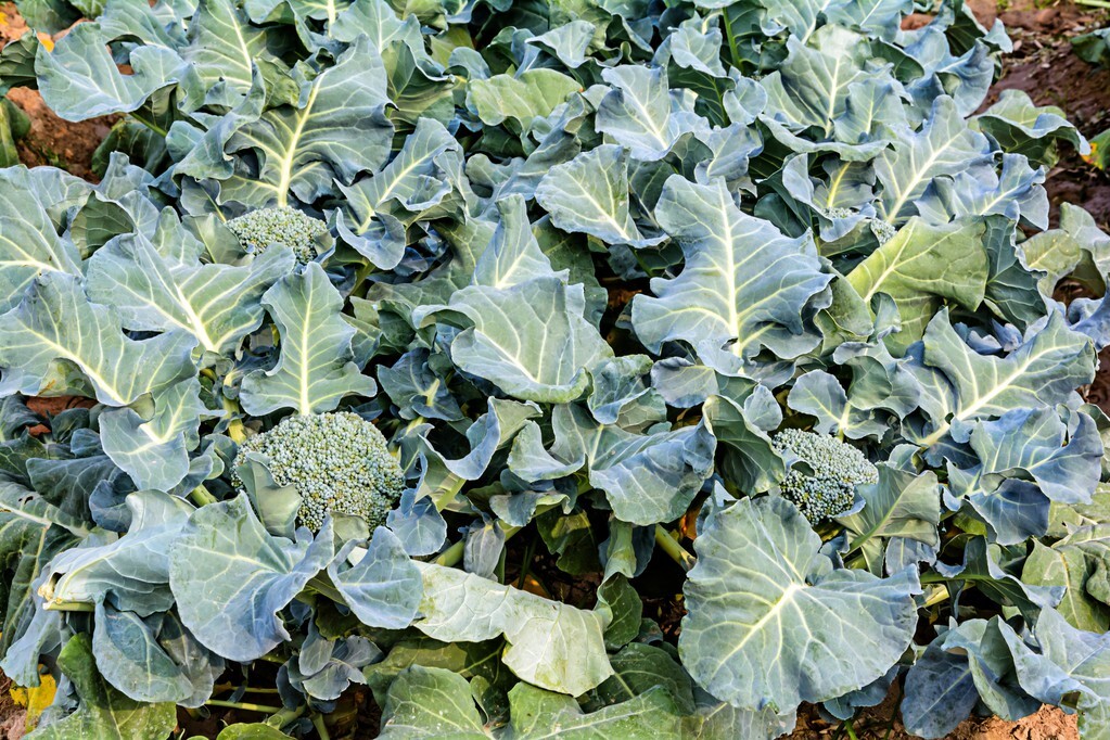 大棚西兰花种植,西兰花种植管理与病虫害防治