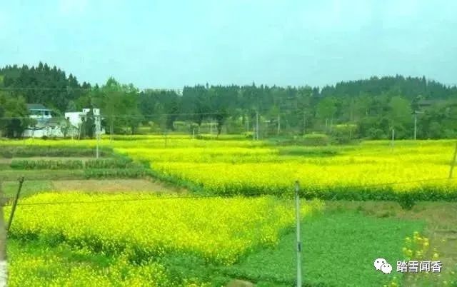 三月油菜香,阳春三月油菜花开春的味道