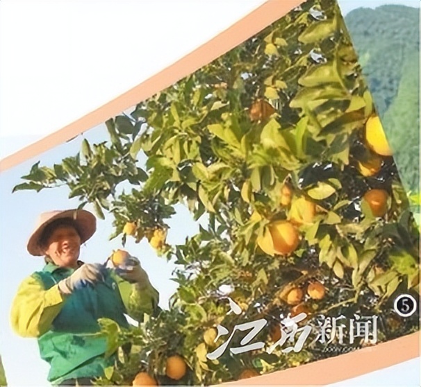 央视中国农民丰收节江西省,中国农民丰收节江西活动实况转播