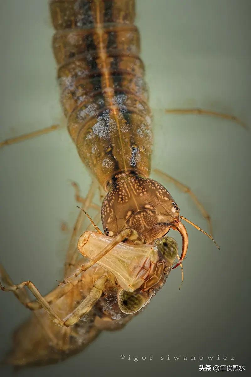 龙虱和水龟虫图片,龙虱幼虫水蜈蚣药用价值