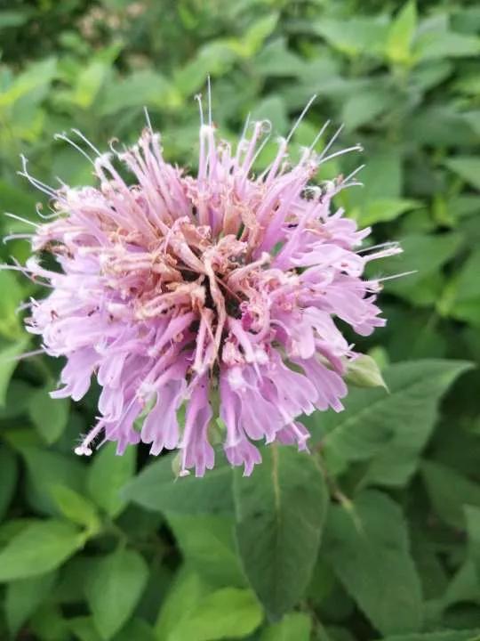 认识各种花的寓意,认识各种花的名称