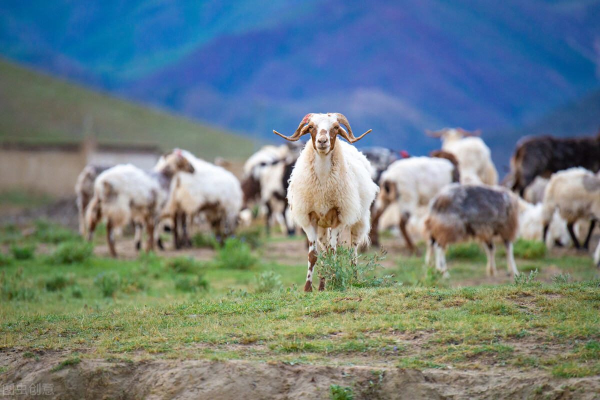 陇县羊乳产业,陇县奶山羊产业园