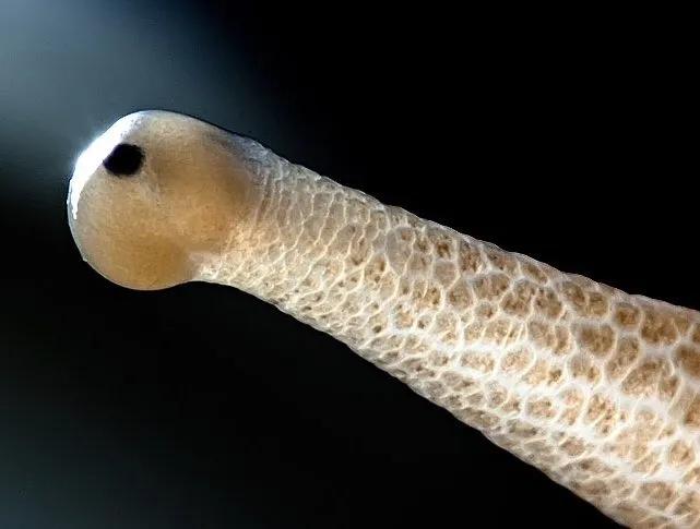 显微镜下的十大生物,显微镜下看到的各种不同样的生物