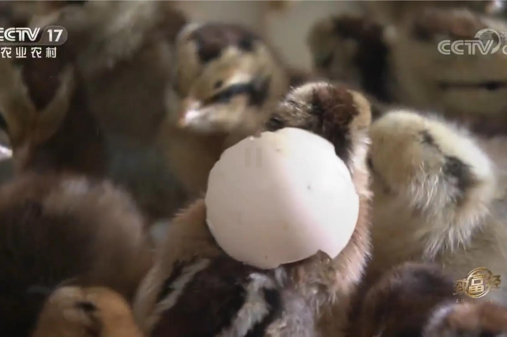 200亩荒山变成聚宝盆,荒山摇身一变成村民聚宝盆