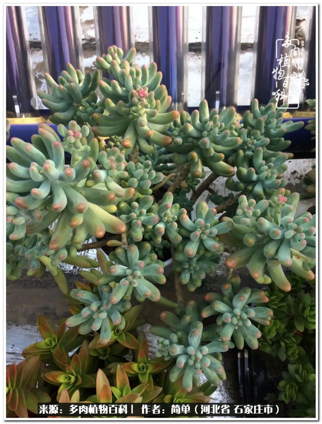 自从养了多肉以后视频,养多肉治愈生活中的疲惫和琐碎