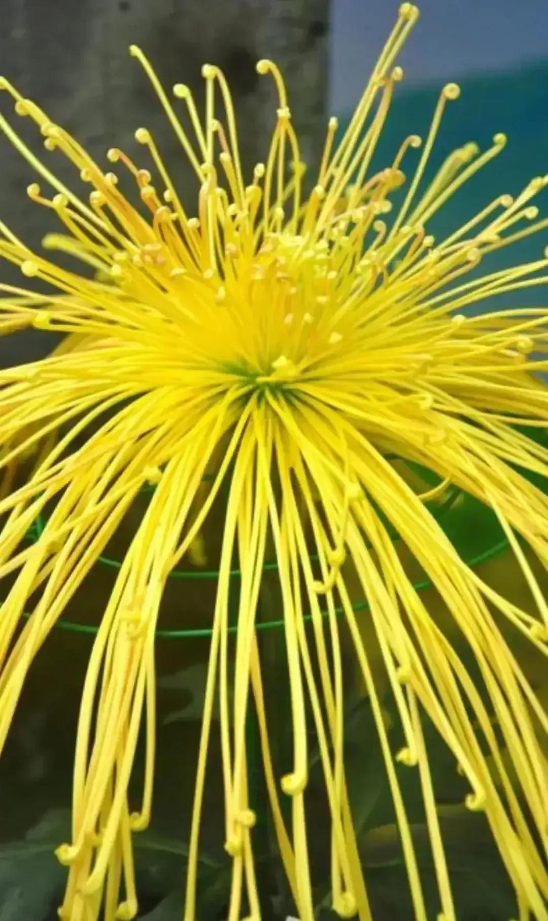 最最漂亮的金丝菊图片,美丽的金丝菊美图