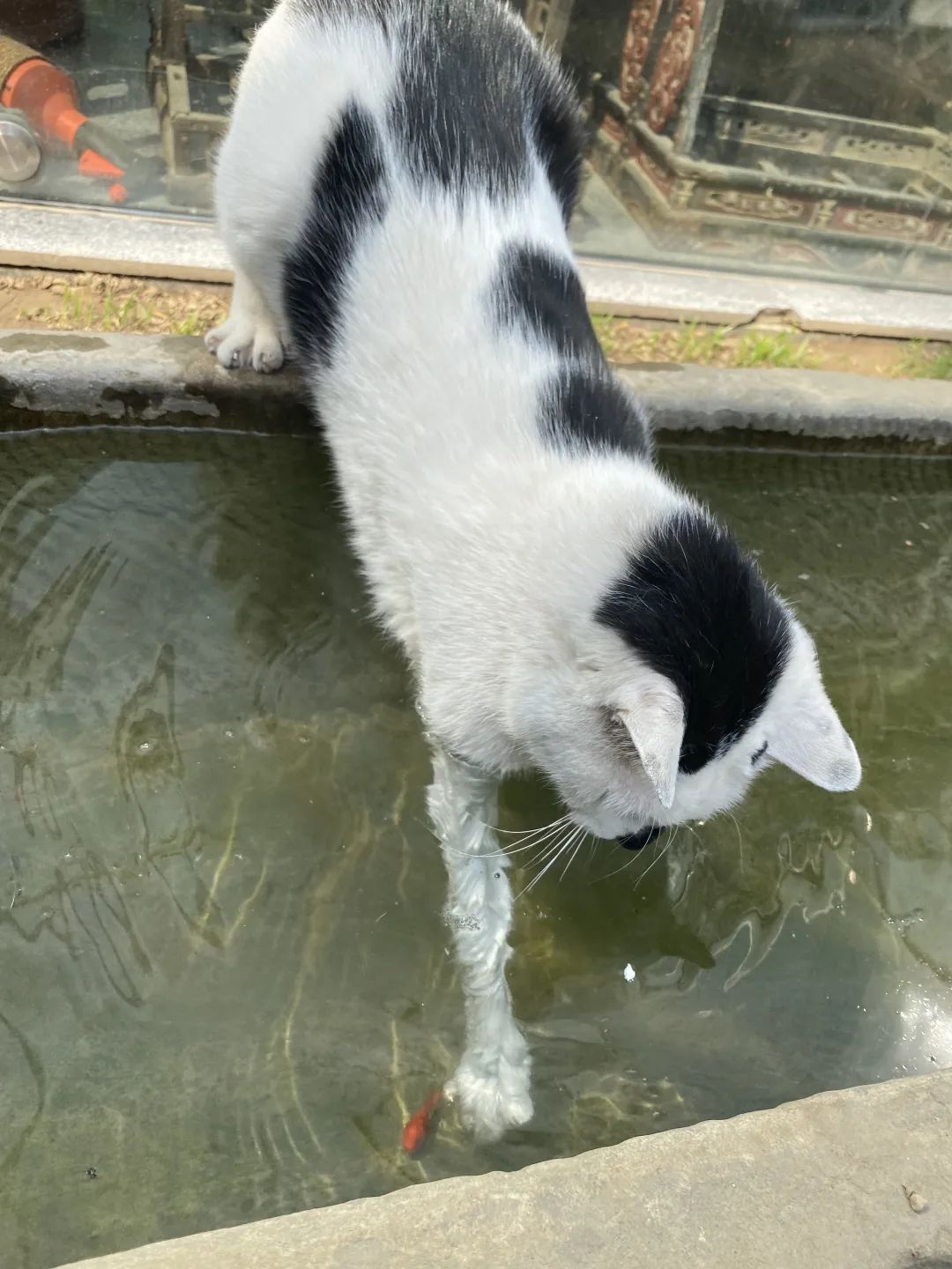 猫掉缸里怎么办,猫咪老是掉缸怎么办