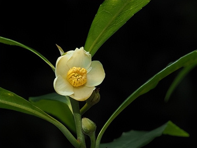 最厉害植物名称大全,5种类型植物名称