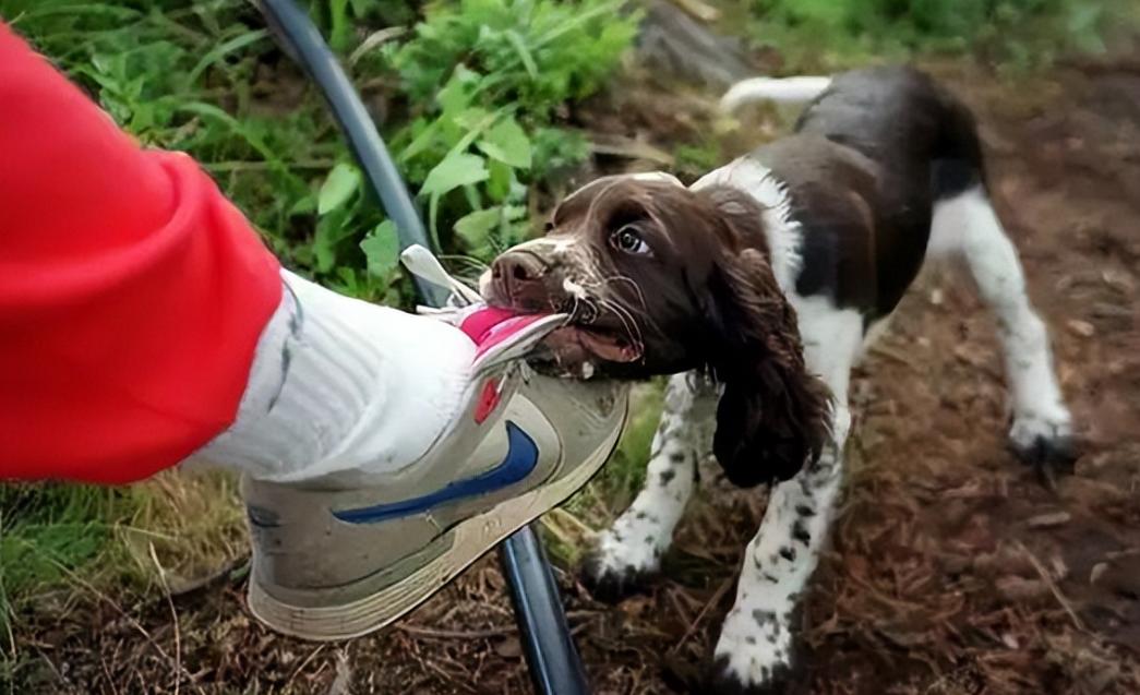 犬科和猫科进化史,犬科动物大揭秘