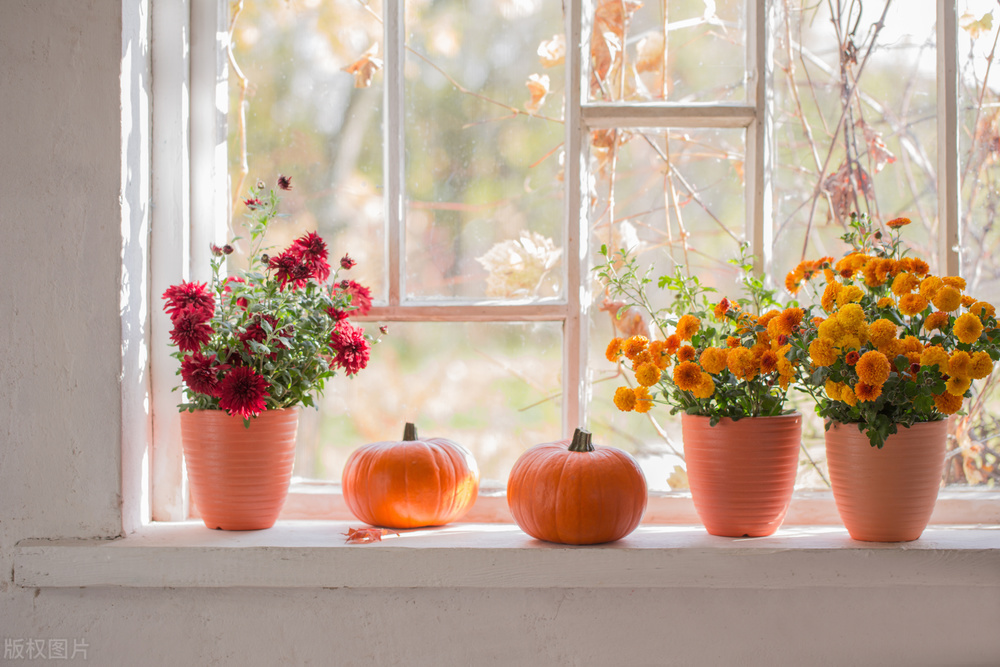 家里有什么花不能扔,家里最忌讳哪些花