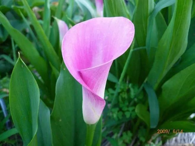 马蹄莲花开是什么样子,马蹄莲花开多少天