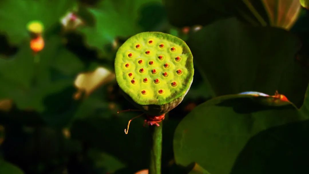 描写莲子长参的诗词,形容莲子好吃的诗句