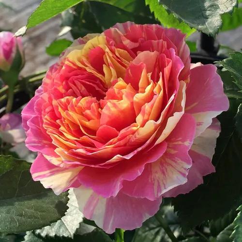 月季美图100张,月季花唯美高清图片大全