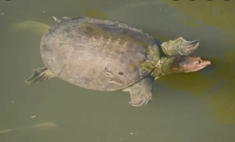 珍珠鳖在中国有天敌吗,珍珠鳖在美国泛滥了吗