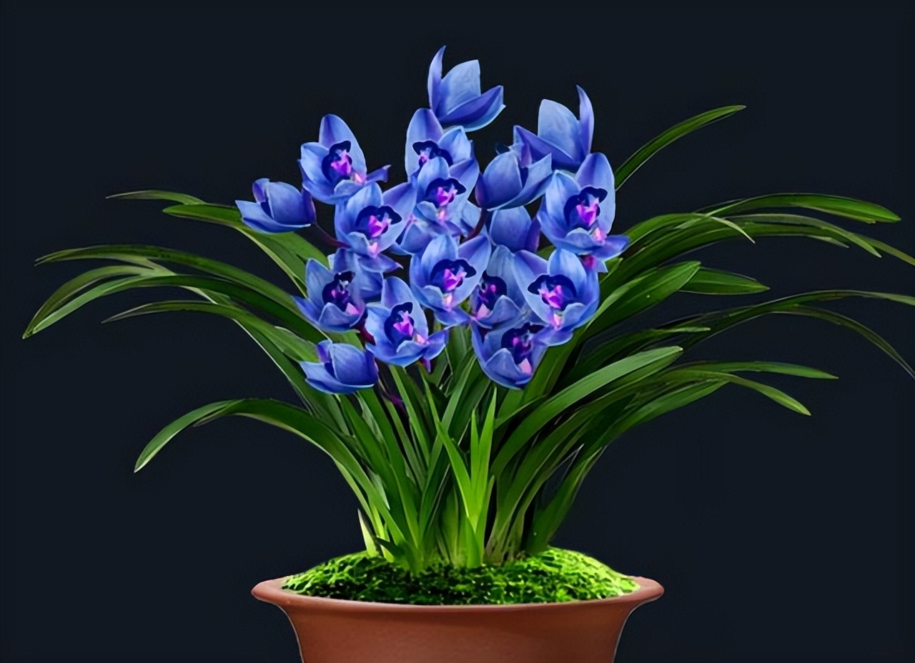 最美的四季兰,四方四季兰