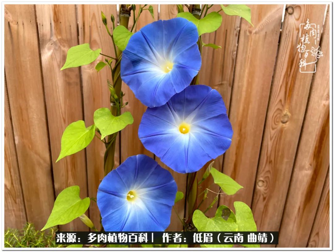 新手最好养养不死的八款多肉,养多肉八年