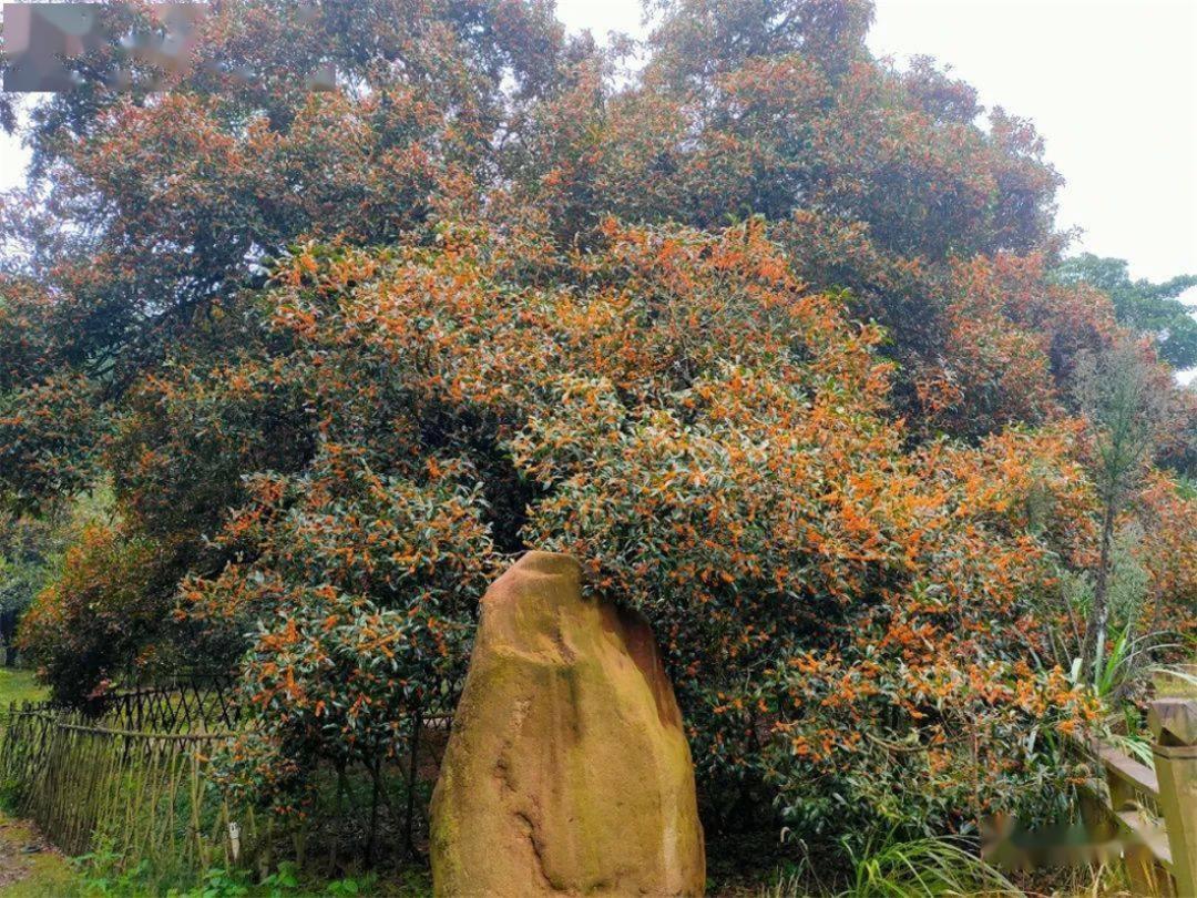 桂花九龙桂特征,桂花哪个品种做桂花茶