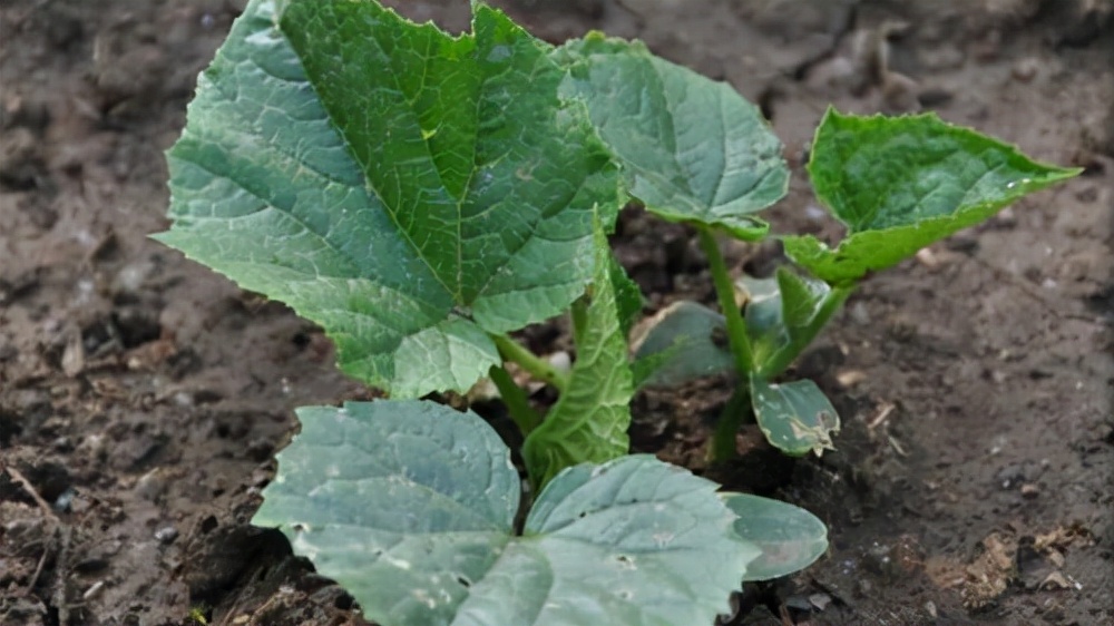 黄瓜半个月没出苗是咋回事,黄瓜种出来老不长得什么病