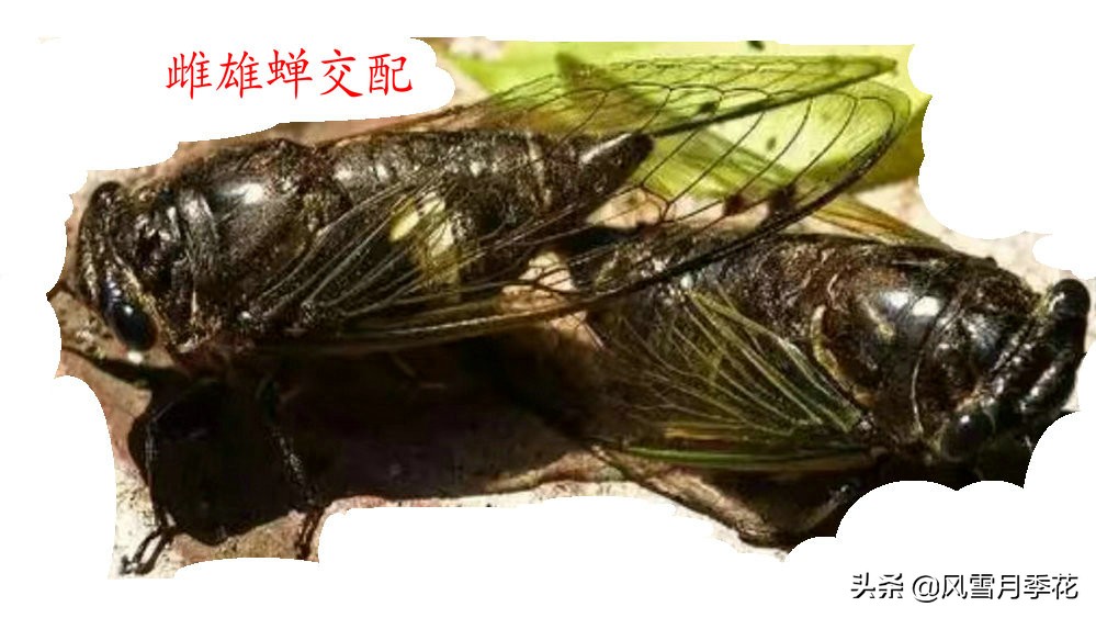 金蝉的品种的叫声,金蝉怎么鸣叫