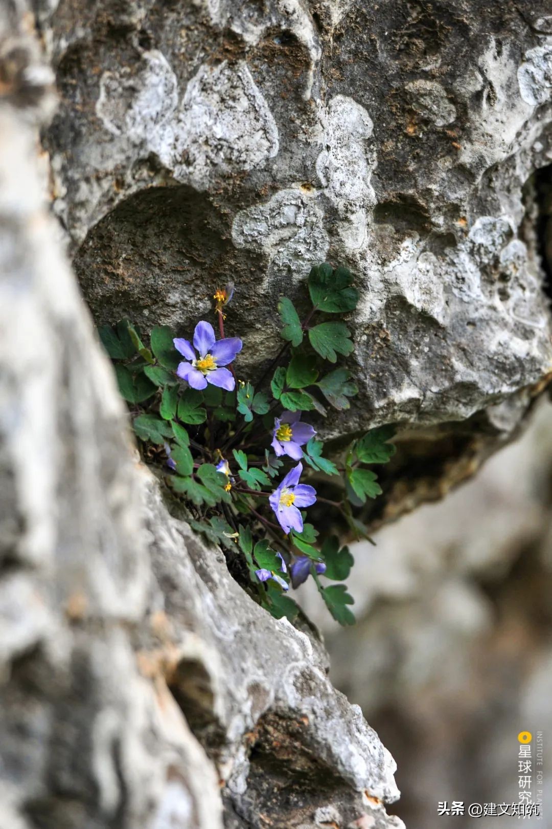 成都平原彭州,彭州立体公园城市