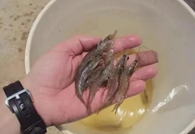 对虾肝肠孢虫脱离宿主能存活多久,对虾肝肠孢虫高发季