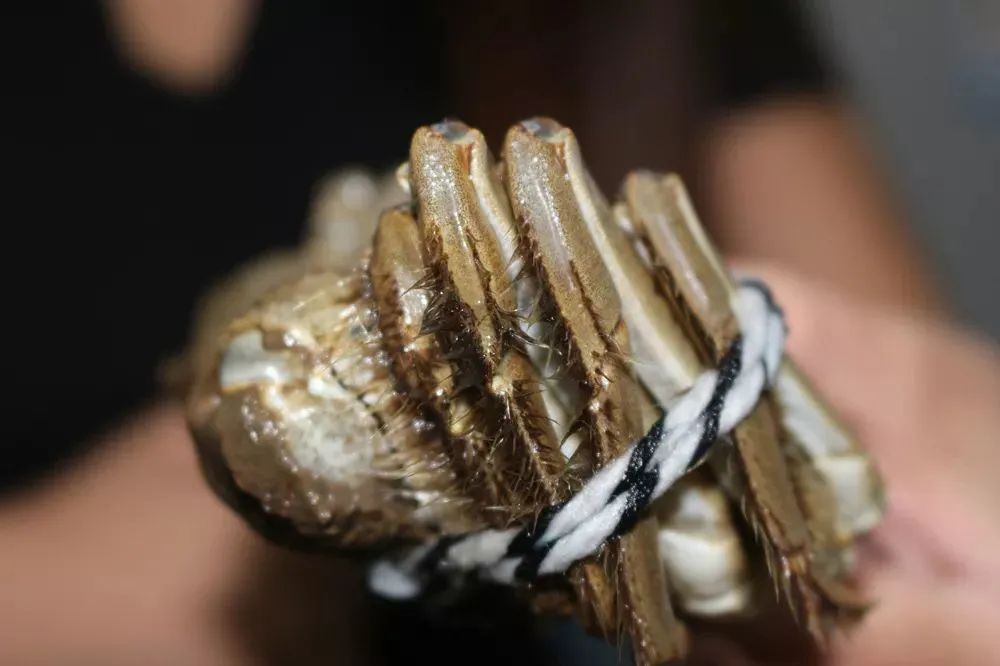 湖蟹和塘蟹测评,阳澄湖塘蟹和湖蟹哪个好