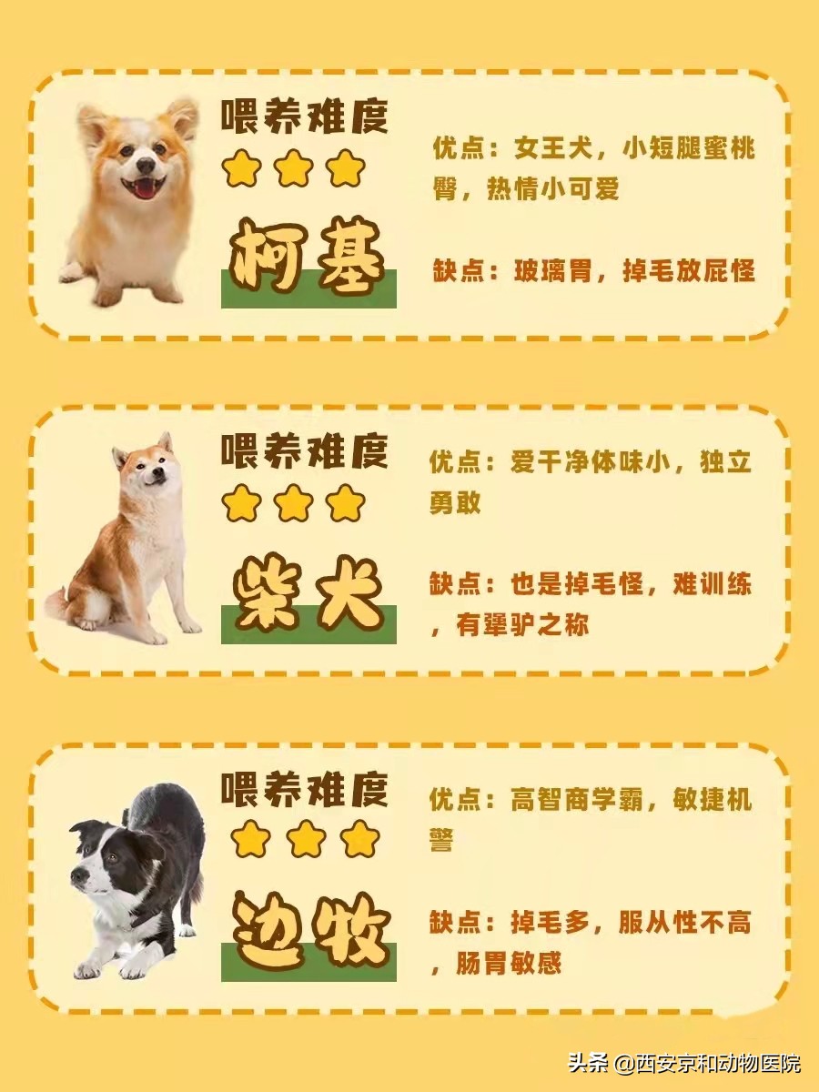 关于狗狗的养狗知识大全,狗狗怎么养注意事项大全