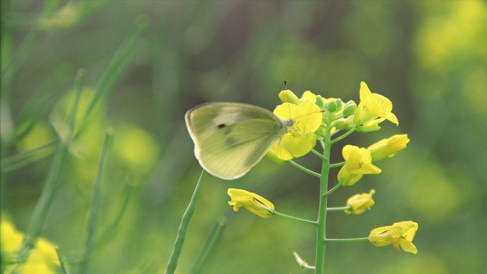 关于丛中戏蝶的古诗词,关于蝶和花的诗句古诗