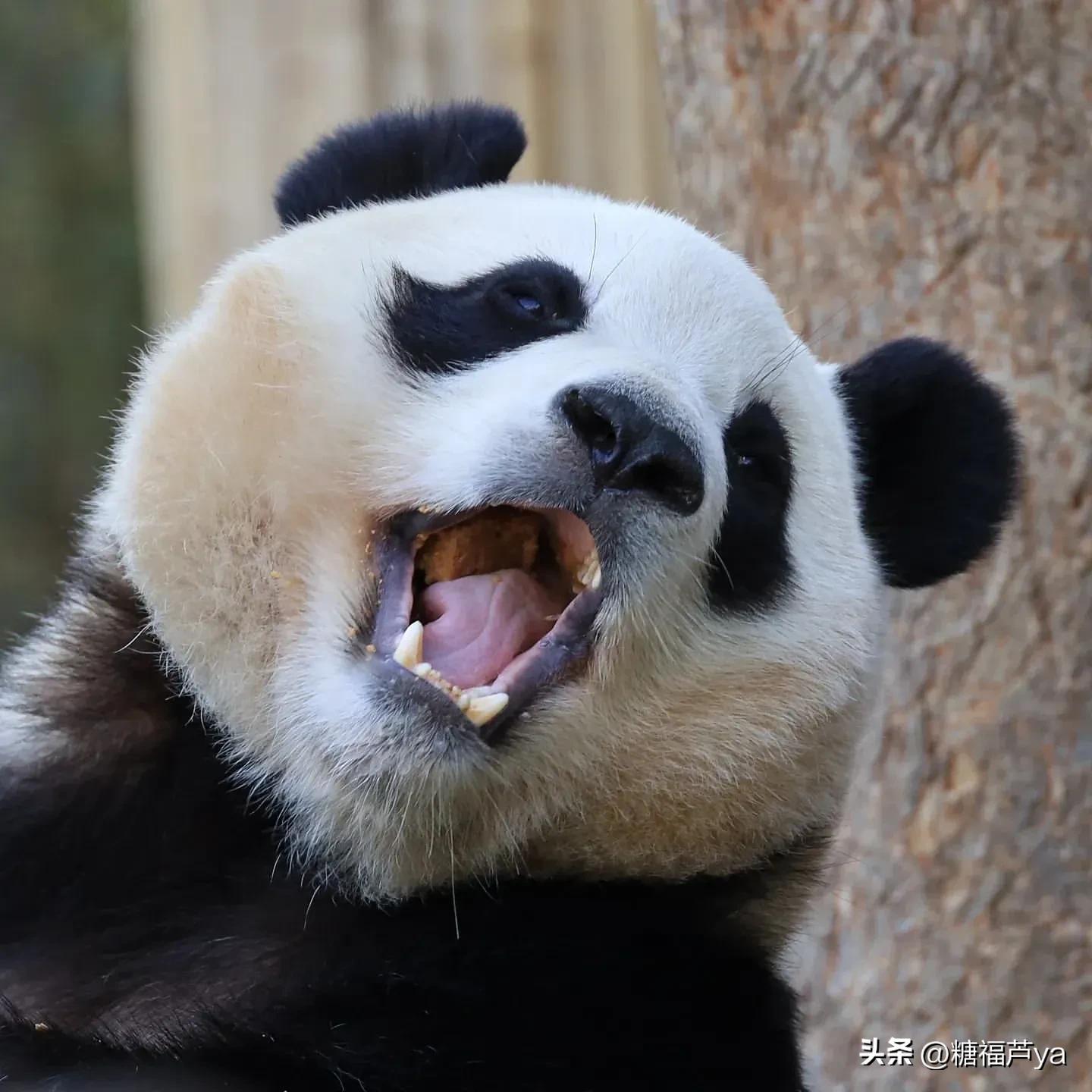 那些证明福宝是人的证据——毛皮大衣下是个小人精