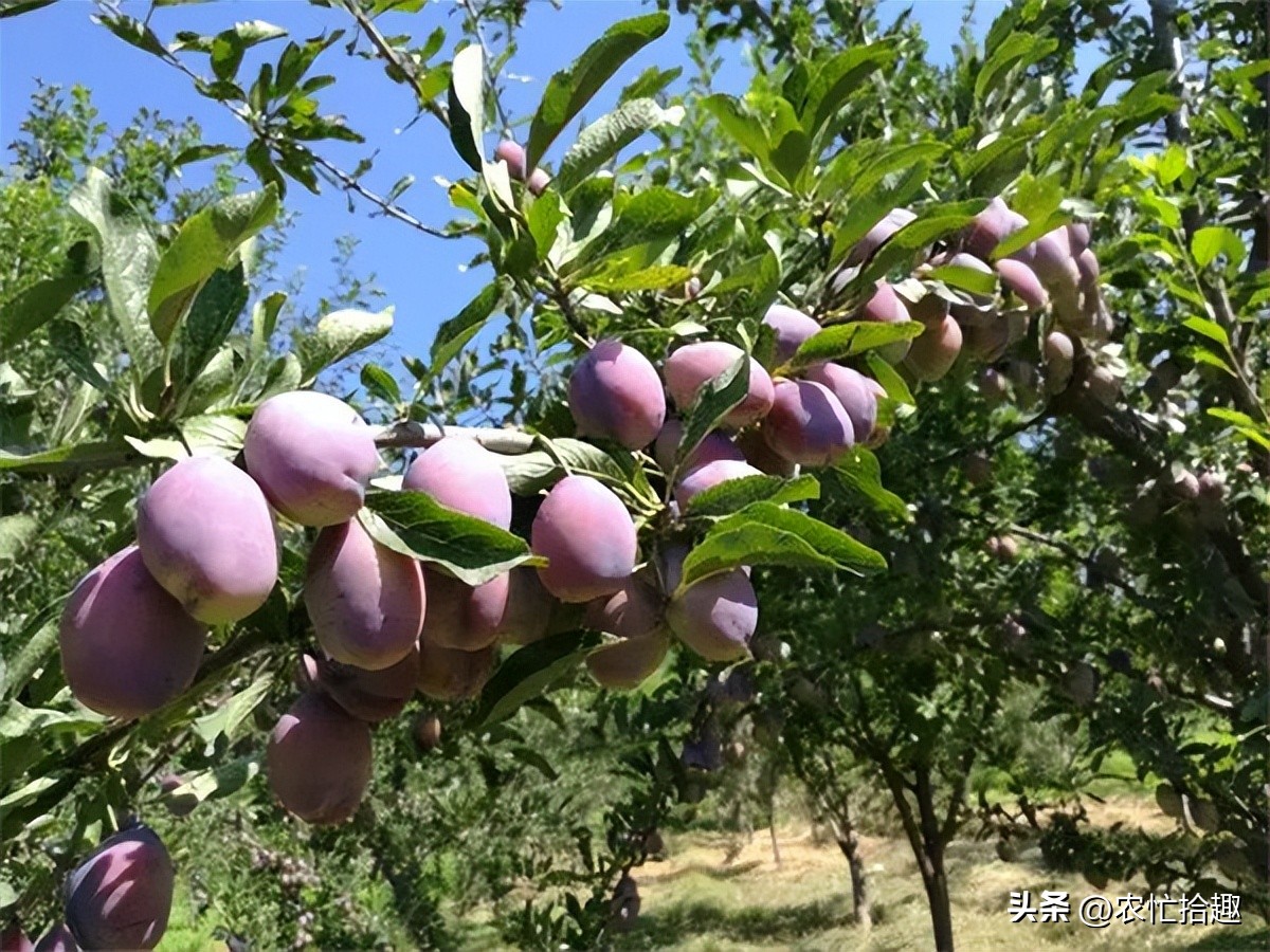 一斤20元跌到4元，跟风种到凉凉，如今又遇早采，消费者不买账