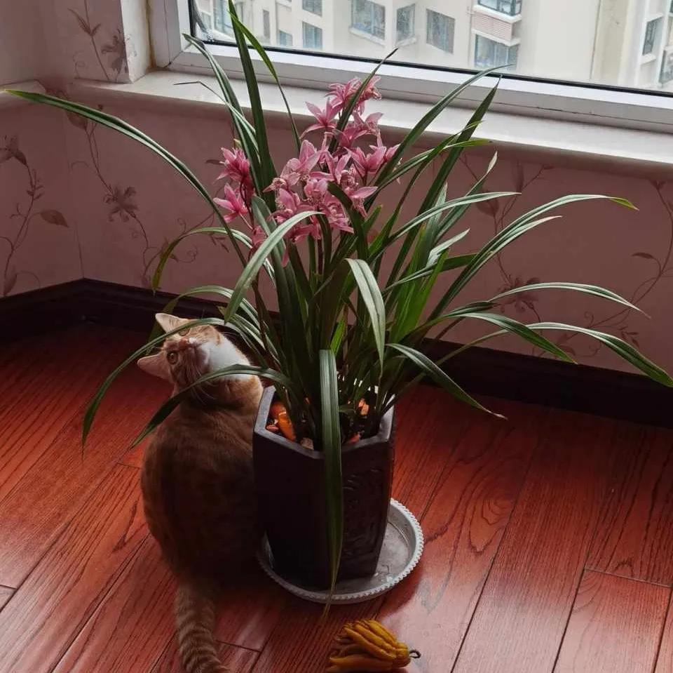 养花5个坏习惯你中了几条,养花黄叶变绿最快方法