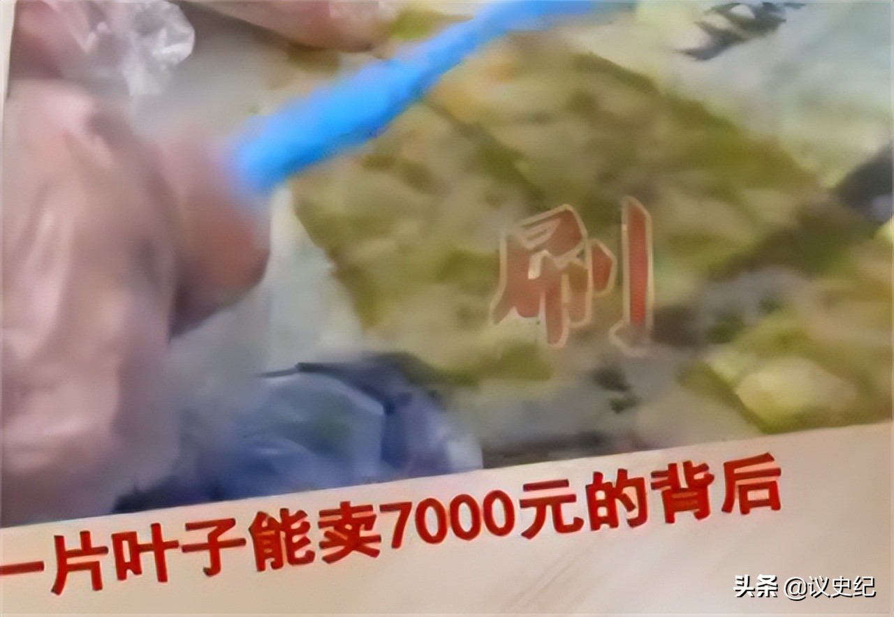 贵州女子一片叶子卖7000,贵州女子用树叶挣大钱