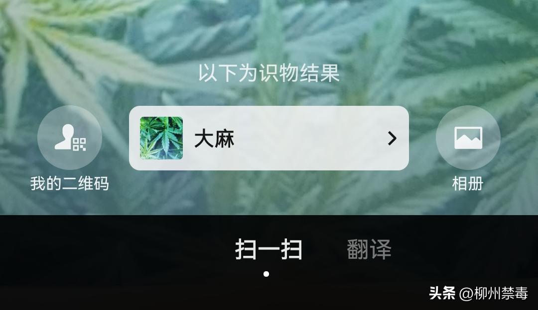 是“毒”还是“菜”？巧用微信“扫一扫”，*品毒**原植物立刻原形毕露！