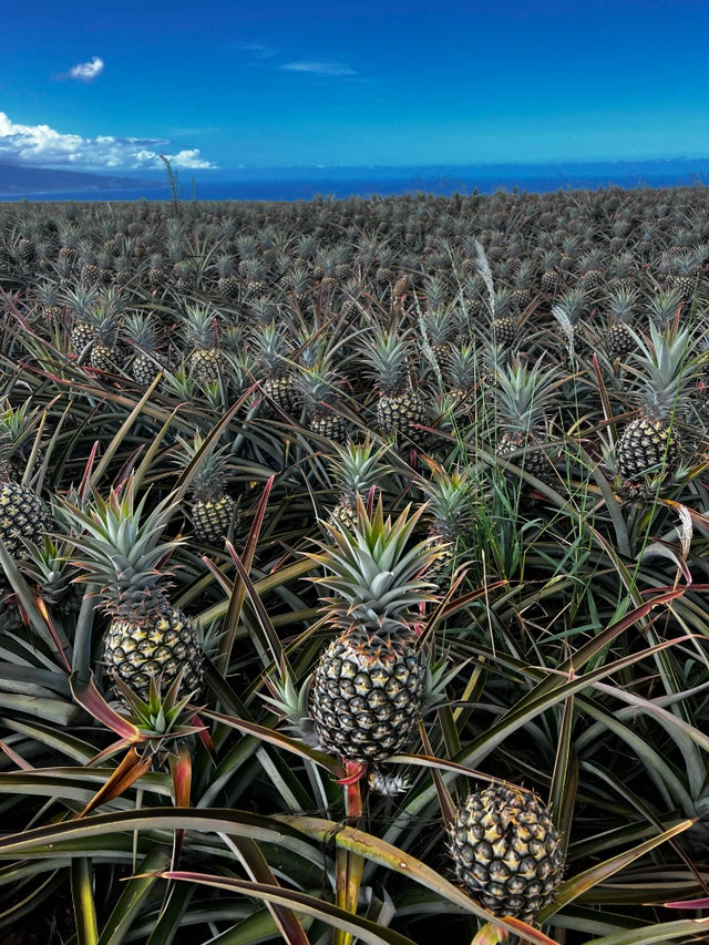 墨西哥农妇用菜刀自行剖腹产,墨西哥产妇照片