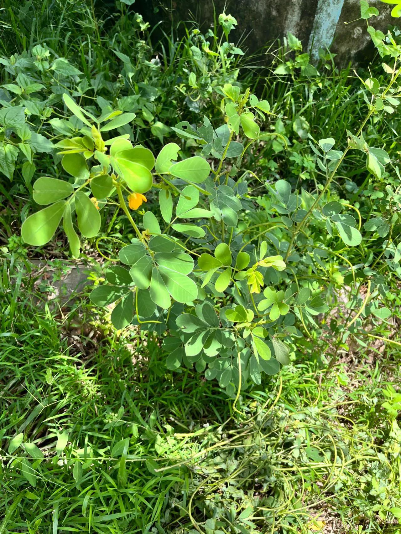 蛇最怕的植物和草,蛇最怕的几种动物分别是谁