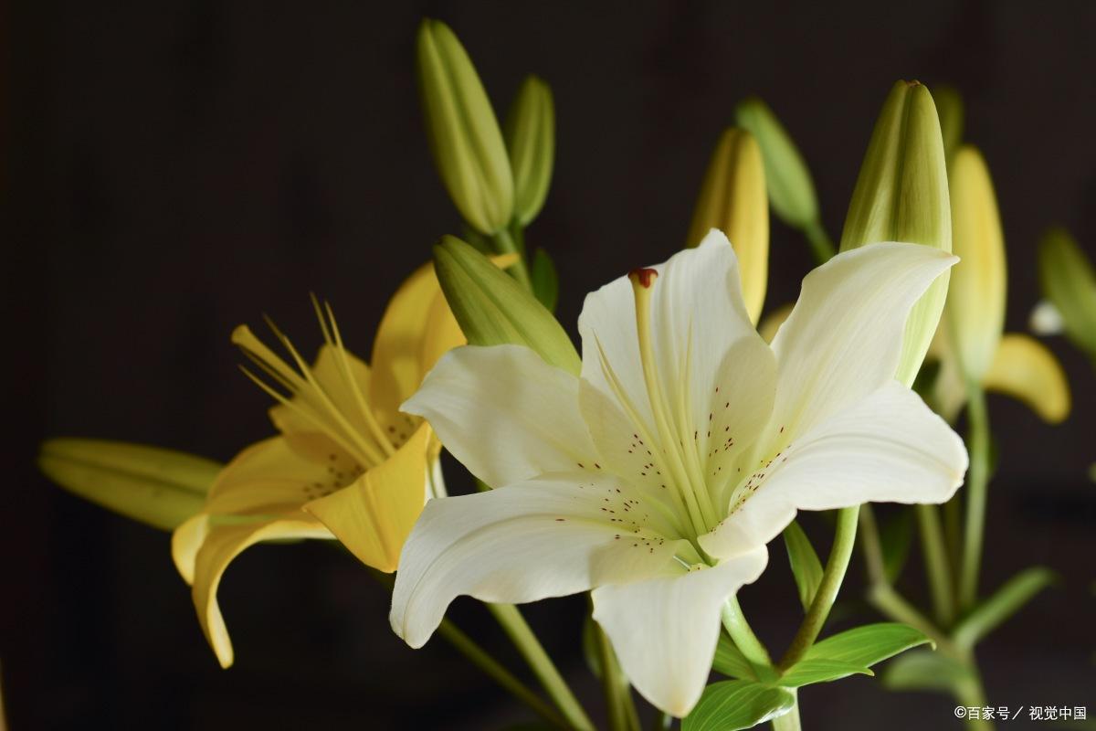 猫咪不能接触什么花草,对猫咪无害的花草
