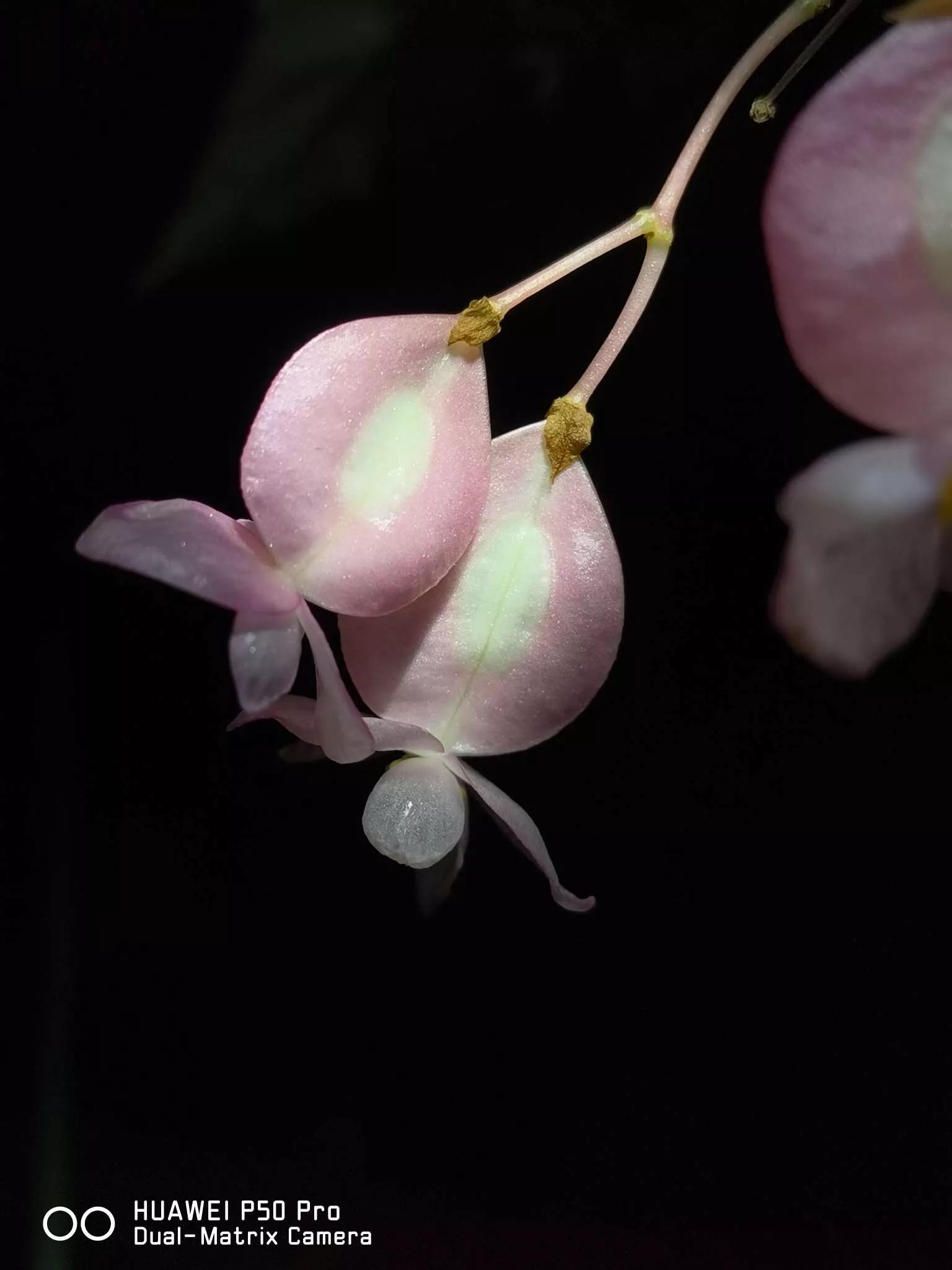 花草种类名称介绍,各种各样的花草名称大全