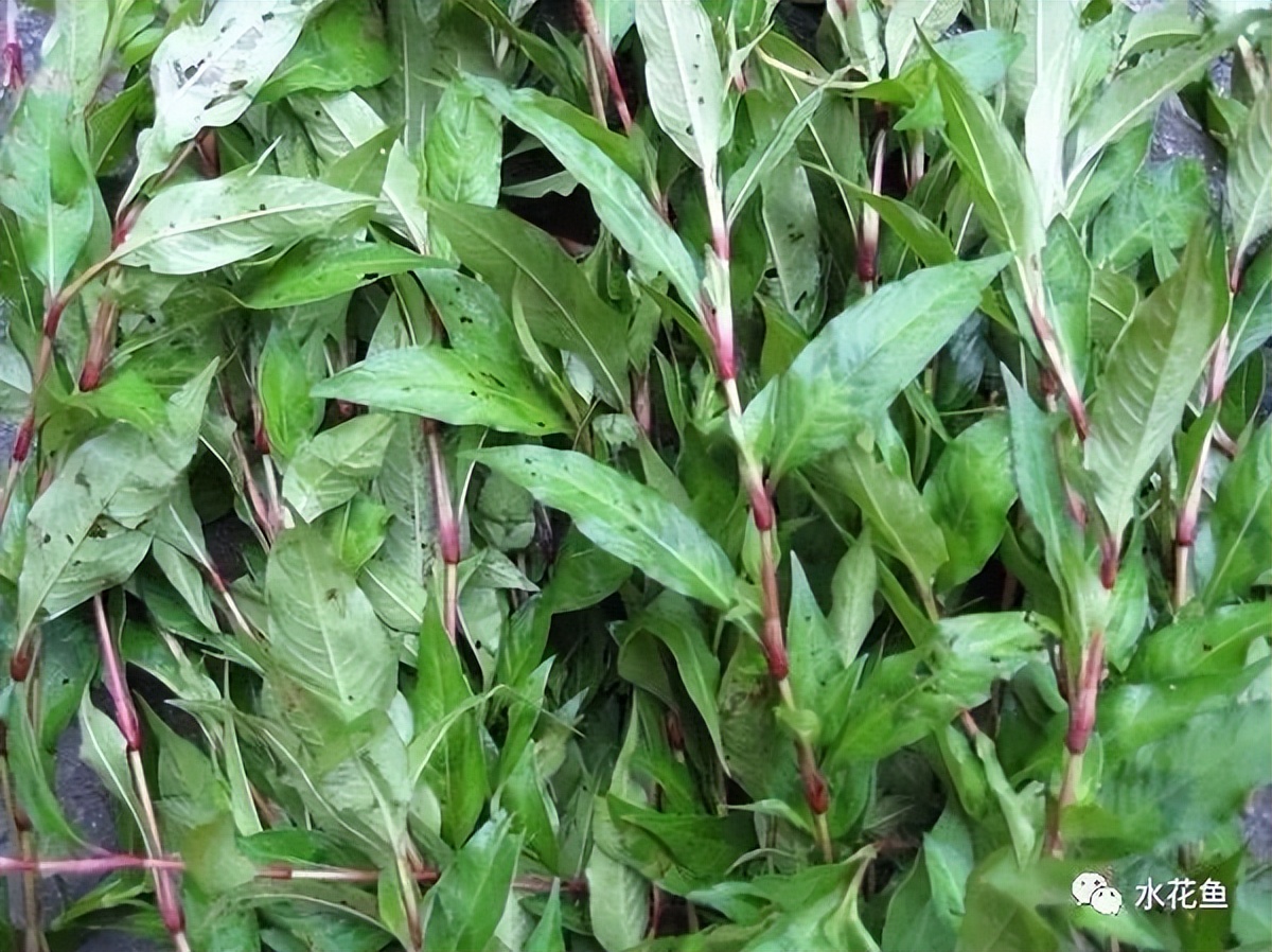 12种水产病害防治,你对水产动物病害的初步认识