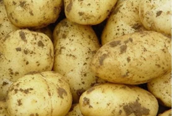 如何使用小苏打来保存土豆不发芽,土豆保存1年都不发芽不发青