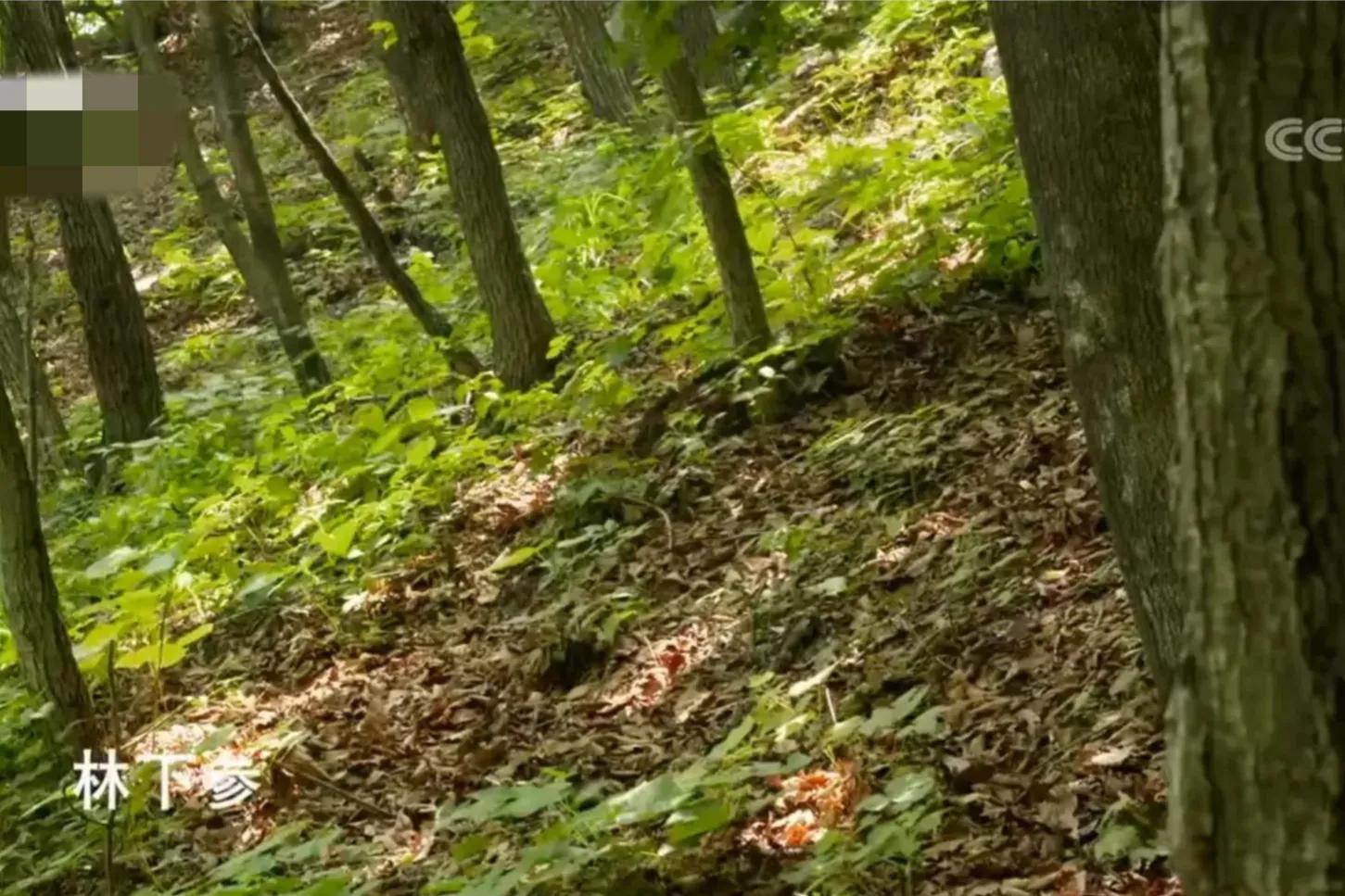 辽宁男子承包5800亩山林,靠种植林下参,如今一年收入上千万