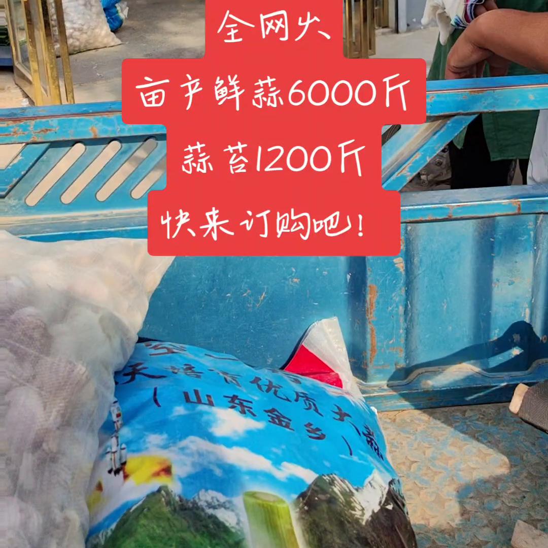 三农致富经养猪技术,三农致富经养殖麻雀