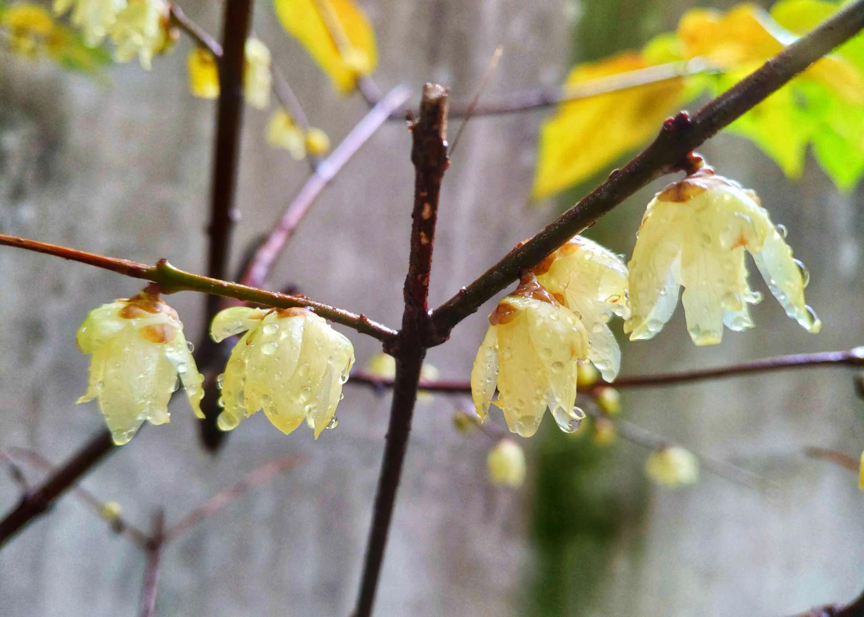 古诗中的梅花是腊梅吗,赞美腊梅与梅花的诗句