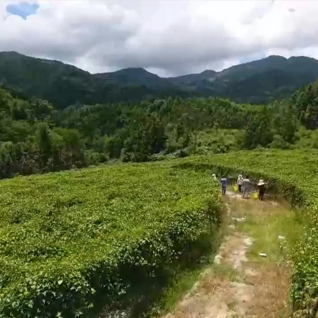 90后小伙承包15亩果园,湖南小伙承包五千亩四年赚上千万