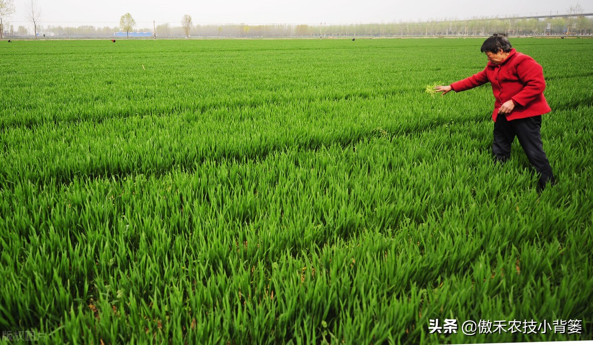 小麦春季苗黄苗弱苗怎么补救,小麦黄苗死苗什么原因怎么补救