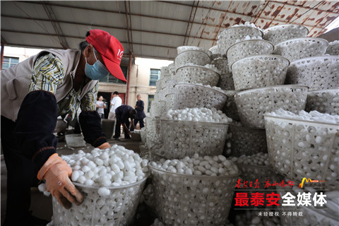 蚕茧喜获丰收,首批蚕茧丰收破茧成蝶