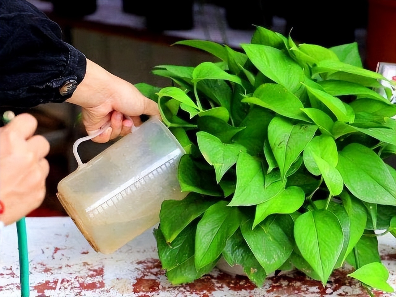 养花只用花多多1号可以吗,养花的5个秘密