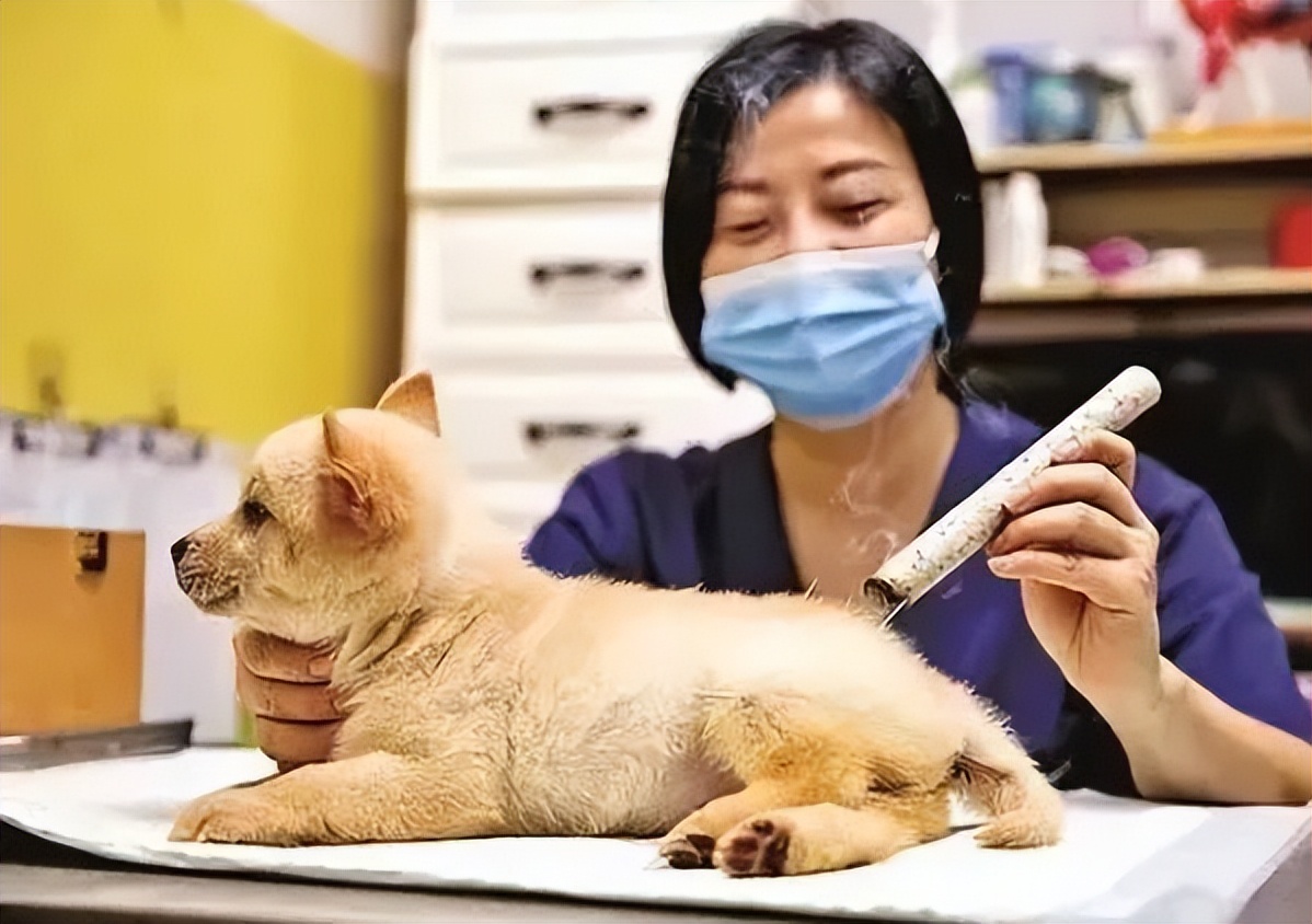 给狗做针灸的视频,带狗去针灸