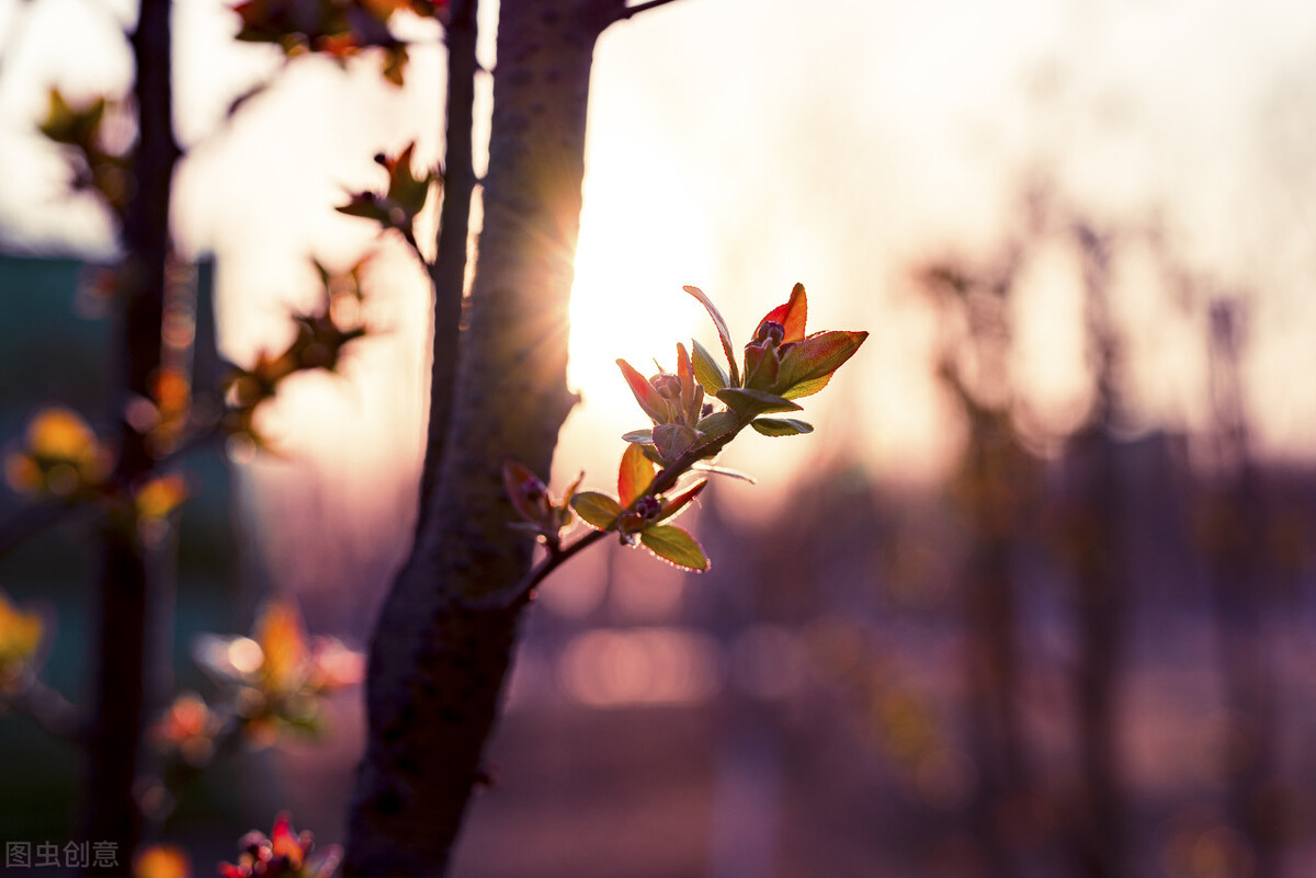 光影斑驳，花瓣飘落，我在缤纷的樱花树下，聆听岁月的诉说