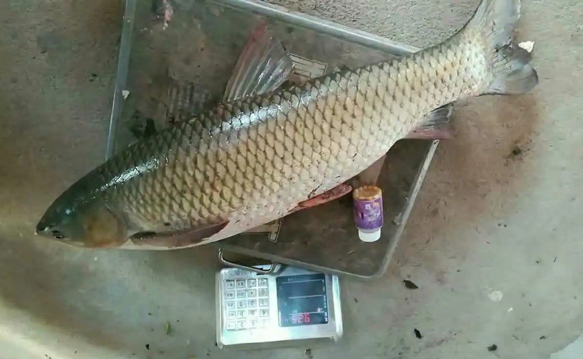 用玉米钓鱼要加什么,用玉米粒钓鱼应注意的事项